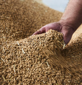 poignée de riz japonica